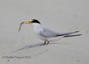 6S3A6777Least_Tern
