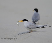 6S3A6782Least_Tern
