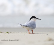 6S3A6890Roseate_Tern
