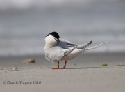 6S3A6900Roseate_Tern