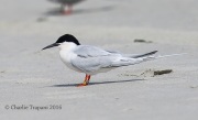 6S3A6947Roseate_Tern