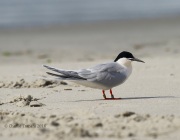 6S3A6964Roseate_Tern