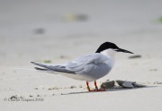 6S3A6975Roseate_Tern