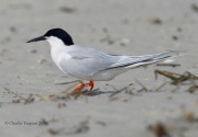 6S3A7046Roseate_Tern