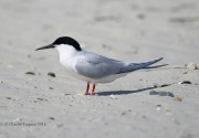 6S3A7066Roseate_Tern
