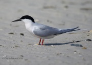 6S3A7070Roseate_Tern