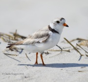 6S3A7095Piping_Plover
