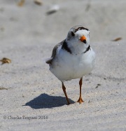 6S3A7107Piping_Plover