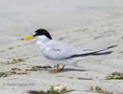 6S3A7111Least_Tern
