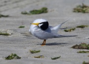 6S3A7122Least_Tern