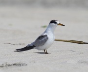 6S3A7149Common_Tern