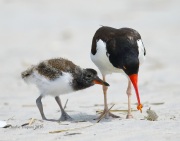 6S3A7217Oystercatchers