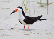 6S3A7221Black_Skimmer