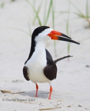 6S3A7223Black_Skimmer