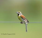 6S3A7318Dickcissel