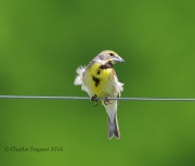 6S3A7341Dickcissel