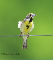 6S3A7352Dickcissel