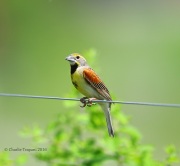 6S3A7365Dickcissel