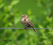 6S3A7496Grasshopper_Sparrow