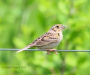 6S3A7499Grasshopper_Sparrow