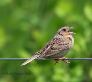 6S3A7508Grasshopper_Sparrow