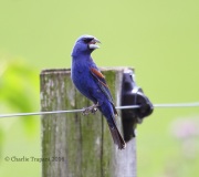 6S3A7522Blue_Grosbeak