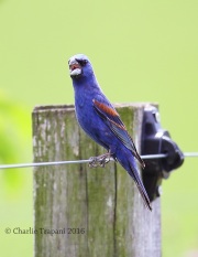 6S3A7524Blue_Grosbeak