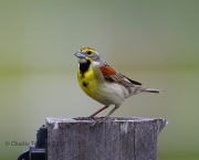 6S3A7537Dickcissel