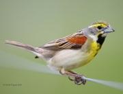 6S3A7567Dickcissel