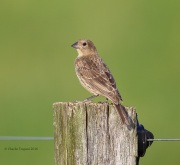 6S3A8345Brown-headed_Cowbird