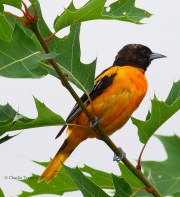 6S3A8352Baltimore_Oriole