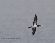 6S3A8364Brown_Booby