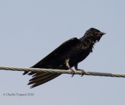 6S3A8376Purple_Martin