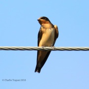 6S3A8382Cliff_Swallow