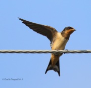 6S3A8386Cliff_Swallow