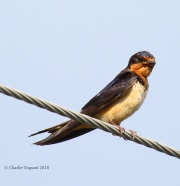 6S3A8390Barn_Swallow
