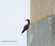 6S3A8456Brown_Booby
