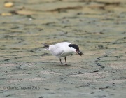 6S3A8495Gull-Billed_Tern