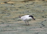 6S3A8497Gull-Billed_Tern