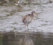 6S3A8502Clapper_Rail