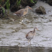 6S3A8504Clapper_Rail