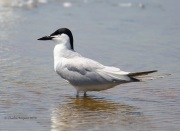6S3A8536Gull-Billed_Tern