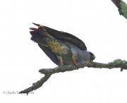 6S3A8545Mississippi_Kite