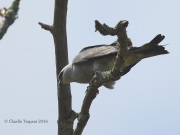 6S3A8551Mississippi_Kite