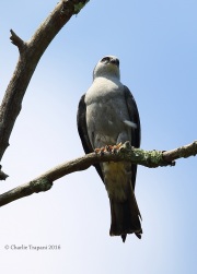 6S3A8563Mississippi_Kite