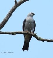 6S3A8578Mississippi_Kite