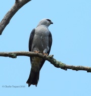 6S3A8581Mississippi_Kite
