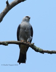6S3A8601Mississippi_Kite