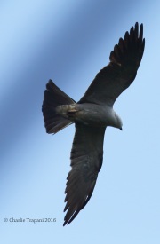 6S3A8604Mississippi_Kite