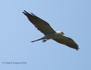 6S3A8616Mississippi_Kite